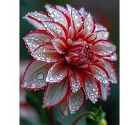 VNGMXF Exterior resistente al invierno, multicolor de alto rendimiento. Fácil de cuidar, multicolor de alto rendimiento. Fácil de cultivar, -2 dalias -H