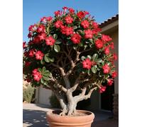 Vnuhgzs Rosa del Desierto para Todas Las Estaciones/Rosa del Desierto perenne y Resistente/tubérculo Resistente/decoración de jardín/para Todas Las Estaciones-2 Rizoma-E