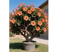 Vnuhgzs Rosa del Desierto para Todas Las Estaciones/Rosa del Desierto perenne y Resistente/tubérculo Resistente/decoración de jardín/para Todas Las Estaciones-1 Rizoma-C