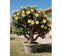 Vnuhgzs Rosa del Desierto para Todas Las Estaciones/Rosa del Desierto perenne y Resistente/tubérculo Resistente/decoración de jardín/para Todas Las Estaciones-3 Rizoma-H