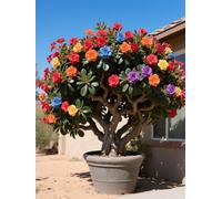 Vnuhgzs Rosa del Desierto para Todas Las Estaciones/Rosa del Desierto perenne y Resistente/tubérculo Resistente/decoración de jardín/para Todas Las Estaciones-3 Rizoma-A