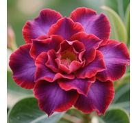 Vnuhgzs Rosa del Desierto RARA/Perenne/Rosa del Desierto Resistente/Apto para Mascotas/Tubérculo Resistente/Decoración de jardín-1 Rizoma-G