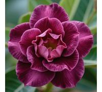 Vnuhgzs Rosa del Desierto RARA/Perenne/Rosa del Desierto Resistente/Apto para Mascotas/Tubérculo Resistente/Decoración de jardín-1 Rizoma-A