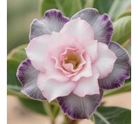 Vnuhgzs Rosa del Desierto RARA/Perenne/Rosa del Desierto Resistente/Apto para Mascotas/Tubérculo Resistente/Decoración de jardín-1 Rizoma-B