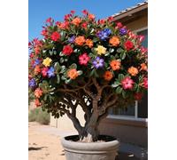 Vnuhgzs Rosa del Desierto RARA/Rosa del Desierto perenne Resistente/Todo el año/Tubérculo Resistente/Decoración de jardín-1 Rizoma-A