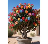 Vnuhgzs Rosa del Desierto/Rosa del Desierto perenne y Resistente/Tubérculo Resistente/Decoración de jardín/Todas Las Estaciones-2 Rizoma-A