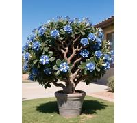 Vnuhgzs Rosa del Desierto/Rosa del Desierto perenne y Resistente/Tubérculo Resistente/Decoración de jardín/Todas Las Estaciones-3 Rizoma-C