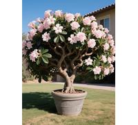 Vnuhgzs Rosa del Desierto/Rosa del Desierto perenne y Resistente/Tubérculo Resistente/Decoración de jardín/Todas Las Estaciones-1 Rizoma-F