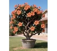 Vnuhgzs Rosa del Desierto/Rosa del Desierto perenne y Resistente/Tubérculo Resistente/Decoración de jardín/Todas Las Estaciones-1 Rizoma-B