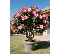 Vnuhgzs Rosa del Desierto/Rosa del Desierto perenne y Resistente/Tubérculo Resistente/Decoración de jardín/Todas Las Estaciones-1 Rizoma-E