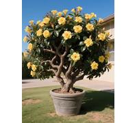 Vnuhgzs Tubérculos de Rosa del Desierto/Rosa del Desierto perenne Resistente/Decoración de macetas de jardín/Bajo Mantenimiento-2 Rizoma-G