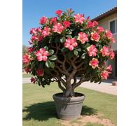 Vnuhgzs Tubérculos de Rosa del Desierto/Rosa del Desierto perenne Resistente/Decoración de macetas de jardín/Bajo Mantenimiento-3 Rizoma-H