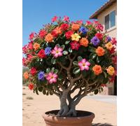 Vnuhgzs Tubérculos de Rosa del Desierto/Rosa del Desierto perenne Resistente/Decoración de macetas de jardín/Bajo Mantenimiento-3 Rizoma-B