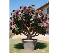 Vnuhgzs Tubérculos de Rosa del Desierto/Rosa del Desierto perenne Resistente/Decoración de macetas de jardín/Bajo Mantenimiento-1 Rizoma-E