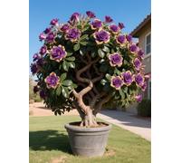 Vnuhgzs Tubérculos de Rosa del Desierto/Rosa del Desierto perenne Resistente/Decoración de macetas de jardín/Bajo Mantenimiento-2 Rizoma-C