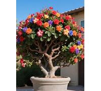 Vnuhgzs Tubérculos de Rosa del Desierto/Rosa del Desierto perenne Resistente/Decoración de macetas de jardín/Bajo Mantenimiento-2 Rizoma-A