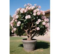 Vnuhgzs Tubérculos de Rosa del Desierto/Rosa del Desierto perenne Resistente/Decoración de macetas de jardín/Bajo Mantenimiento-1 Rizoma-F