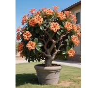 Vnuhgzs Tubérculos de Rosa del Desierto/Rosa del Desierto perenne y Resistente/Decoración de jardín/Tolerante a la sequía-2 Rizoma-E