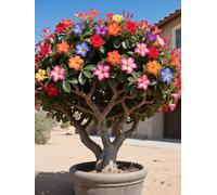 Vnuhgzs Tubérculos de Rosa del Desierto/Rosa del Desierto perenne y Resistente/Decoración de jardín/Tolerante a la sequía-1 Rizoma-A