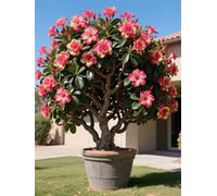 Vnuhgzs Tubérculos de Rosa del Desierto/Rosa del Desierto perenne y Resistente/Decoración de jardín/Tolerante a la sequía-2 Rizoma-B