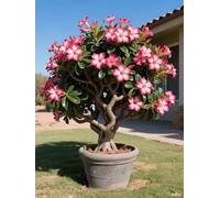 Vnuhgzs Tubérculos de Rosa del Desierto/Rosa del Desierto perenne y Resistente/Decoración de jardín/Tolerante a la sequía-2 Rizoma-H