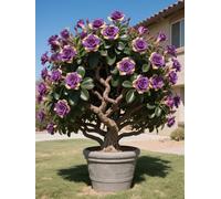 Vnuhgzs Tubérculos de Rosa del Desierto/Rosa del Desierto perenne y Resistente/Decoración de jardín/Tolerante a la sequía-1 Rizoma-D