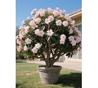 Vnuhgzs Tubérculos de Rosa del Desierto/Rosa del Desierto perenne y Resistente/Decoración de jardín/Tolerante a la sequía-1 Rizoma-F