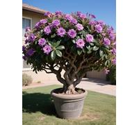 Vnuhgzs Tubérculos de Rosa del Desierto/Rosa del Desierto perenne y Resistente/Decoración de jardín/Tolerante a la sequía-1 Rizoma-C