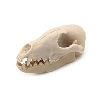 VOANZO Resina Fox Skull modelo réplica, dinosaurio diente cráneo fósil, accesorios de fotografía herramienta de enseñanza para el hogar