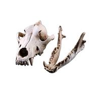 VOANZO Resina lobo cráneo modelo réplica, dinosaurio diente cráneo fósil, accesorios de fotografía herramienta de enseñanza para el hogar