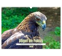 Vögel im Fokus - Ausdrucksstarke Vielfalt in der Vogelwelt (Wandkalender 2026 DIN A3 quer), CALVENDO Monatskalender: Die Welt der Vögel ist schier ... er den gefiederten "Flugbegleitern" begegnet.