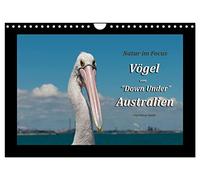 Vögel von "Down Under" Australien (Wandkalender 2026 DIN A4 quer), CALVENDO Monatskalender: Fotografien aus der Vogelwelt Australiens