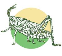 VulgrCo Calcomanía divertida de vinilo con diseño de saltamontes verde, impermeable, resistente a los rayos UV, para teléfonos, portátiles, botellas de agua, vasos, barcos, coches, camiones, ventanas,