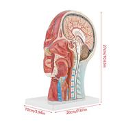 Vvikizy Modelo Anatómico Médico de Sección Media del Cerebro de la Cabeza de Tamaño Números Muy Detallados Marcados para la Enseñanza en Hospitales Escolares, Base de Plástico PVC