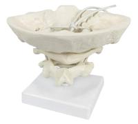 VVVBGFD anatomía Modelo de anatomía Modelo Cervical Cinturón Occipital Atlas y Modelo de Eje Modelo Auxiliar de Columna Cervical Humana for Modelo de enseñanza educación