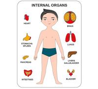 VZZCGJVT Rompecabezas Montessori de la Estructura del Cuerpo Humano, Modelo de órgano de anatomía Juguete de anatomía Ayudas didácticas para el órgano Humano,Boy Black