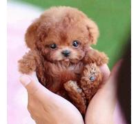 w Mon chiot robot réaliste, mini jouet en peluche interactif pour animaux de compagnie enfants mignon chien robot doux peut marcher et aboyer