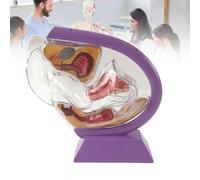 WADPP Modelo Anatómico de Útero Femenino Transparente, Sistema Reproductivo 3D con Vejiga y Ovarios, Herramienta de Enseñanza Médica para Estudiantes de Enfermería y Educación del Paciente,Purple