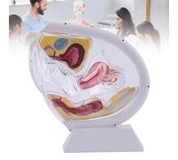 WADPP Modelo Anatómico de Útero Femenino Transparente, Sistema Reproductivo 3D con Vejiga y Ovarios, Herramienta de Enseñanza Médica para Estudiantes de Enfermería y Educación del Paciente,White