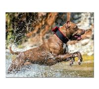WaFeLe Diamond Painting perro pitbull Arte Pared Bordado de Punto de Cruz 5D DIY para decoración del hogar Completo Kit Diamante Pintura Diamante cuadrado 40x50cm