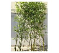 WAHHWF Bambú Árboles Artificiales Plantas de bambú Artificiales Exterior Altas, Verdes Valla de bambú Artificial Pantalla de privacidad Árbol para Balcón Patio Jardín Decor(35 Pack,1m/3.3ft Tall)
