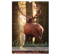 Waldmomente (Wandkalender 2026 DIN A3 hoch), CALVENDO Monatskalender: Ein Spaziergang durch den Wald mit Sichtungen verschiedener Waldbewohner