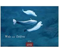 Wale und Delfine Kalender 2026 24x35cm - Hochwertige Fotografien von Walen und Delfinen, die jeden Monat begeistern.