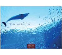 Wale und Delfine Kalender 2026 35x50cm Grosses Format - Hochwertige Fotografien von Walen und Delfinen, die jeden Monat begeistern.
