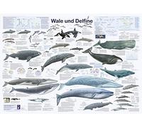 Wale und Delfine Poster Deutsch DIN A1 (84,1cm x 59,4cm)