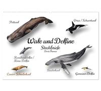 Wale und Delfine Steckbriefe (Wandkalender 2026 DIN A2 quer), CALVENDO Monatskalender: Faszinierende Meeressäugetiere zum Kennenlernen