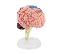 Walfront Modelo regional anatómico de cerebro humano desmontado con base, pintura colorida, enseñanza, ciencia, aula, estudio, exhibición, juguete, póster/modelo