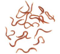 Walfront Señuelos de Pesca Realistas, Cebos de PVC Blando con Olor a Pescado, para Pesca en Agua Dulce y Salada, 18 Uds.