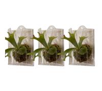 Wall Mounted Plant Holder,Breathable Vertical Garden Decor,3-Piece Indoor Plant Pots Board | for Yard Patio Porch Bedroom Living Room Bathroom Balcony Orchids Flower