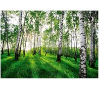 WallArena - Fotomural de vellon Bosque, Abedules, 350x250 cm - Fotomurales - Papeles pintados - para salon y dormitorio - Papel pintado de vellon mural de pared efecto 3D - in ola - Paisaje